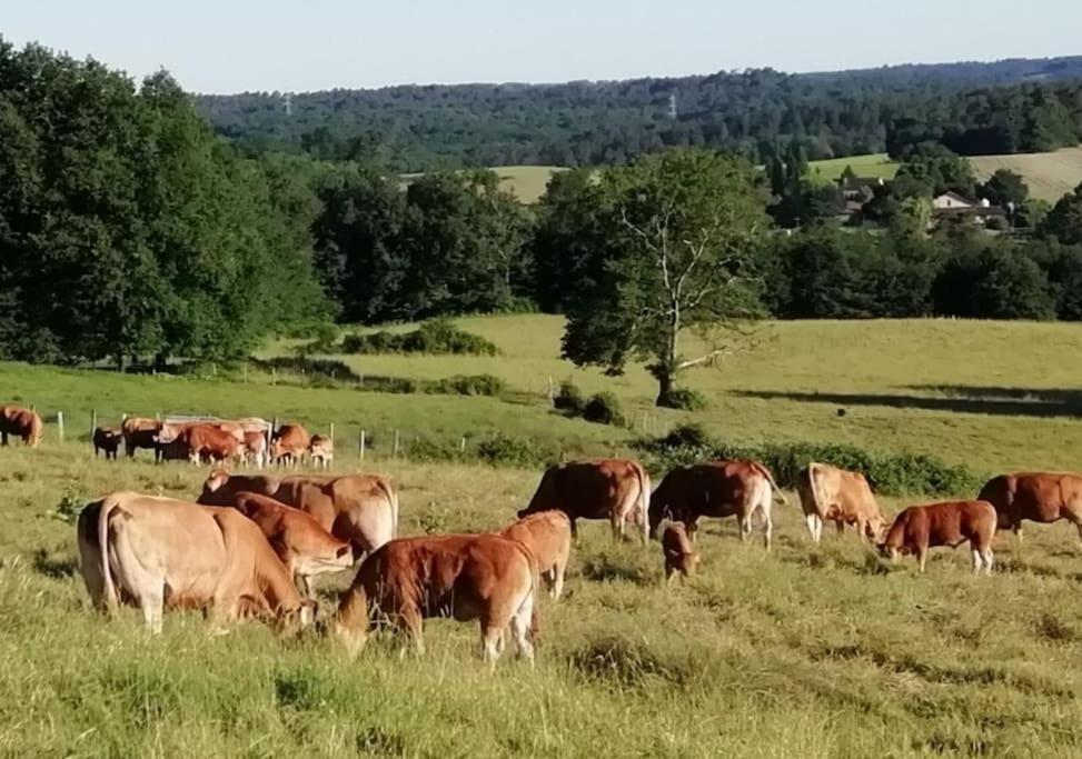 Aux Bois D'en Temps Ferienhaus Lunas (Dordogne)